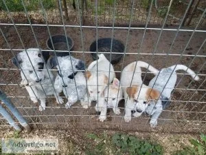 Great Pyrenees Heeler cross puppies