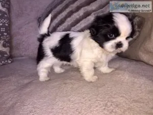 Dazzlying Shih Tzu Puppy Male and Female for Adoption
