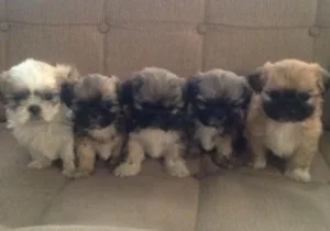 Shih Tzu puppies