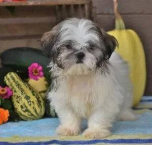 Lovely Pretty Shih Tzu Puppies