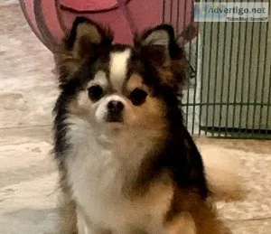 Male Longhair Applehead Chihuahua