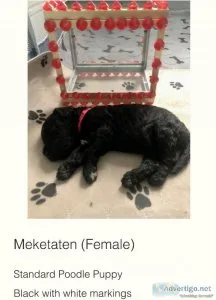 Standard Poodle Puppies Available