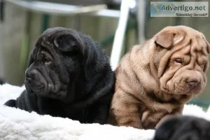 excelente camada de Shar Pei