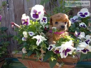toy poodle