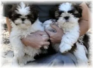 positive shih tzu puppies for rehoming