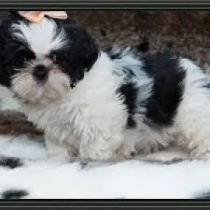 Sweet Shih Tzu puppy
