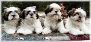 House Broken shih tzu Puppies for Adoption