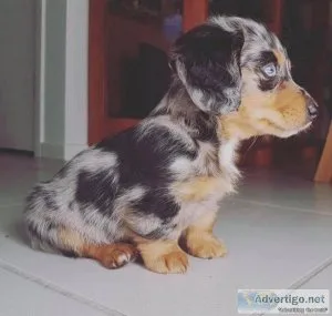 Awesome Dachshund   Puppies