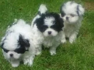 Healthy AKC Shih Tzu Puppies awaiting a new home