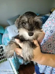 Miniature Schnauzer