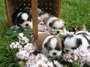 Awesome Shih Tzu Puppies for sale