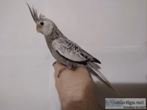 Cockatiel - white faced pearl 6 way split