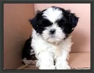 Gorgeous Male and Female shih tzu puppies for a good home