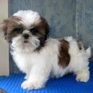 AKC Reg shih tzu Puppies Available