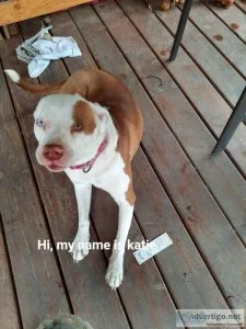 4 Dogs needing a loving home