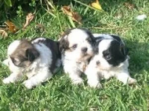 Male and Female shih tzu available Now for Loving Homes
