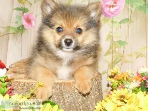 Chicago Puppies and Puppies. HappyHealthy Financing.