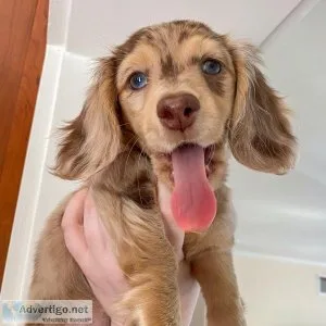 Adorable Dachshund    Puppies