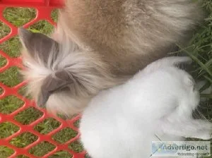 Baby bunnies lionheads