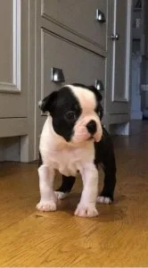 Perfect Boston Terrier Puppies