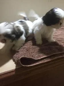 Adorable Shih Tzu puppies ready for adoption