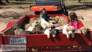 Anatolian Shepherd Livestock Guardian Dog puppies