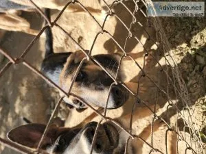 Akc Female German Shepard