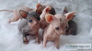 LOVELY SPHYNX KITTENS