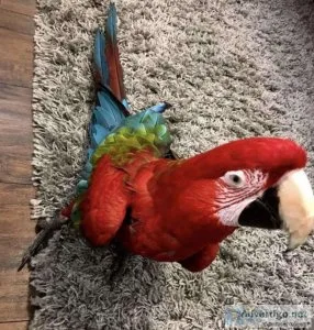 Green Wings Macaw Birds for Adoption