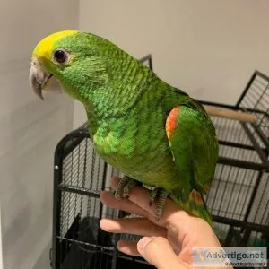 Lovely Yellow Naped Amazon Parrot