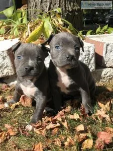 Beautiful Blue Pitbull Puppies