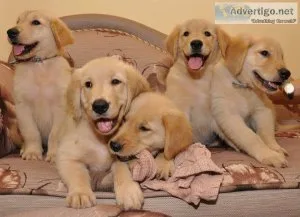 Golden Retriever Puppies