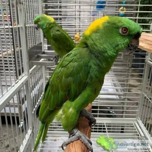 Yellow Shoulder Amazon Babies
