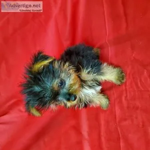 Yorkshire Terrier