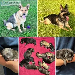 AKC German Shepherd puppies
