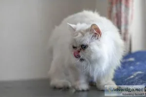 9 yr Persian Teacup cat Elsa