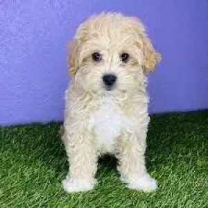 MALTIPOO PUPPIES 10LBS ADULT WEIGHT