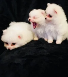 Intelligent Pomerenian puppies