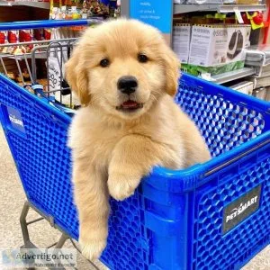 Great Golden Retriever Puppies