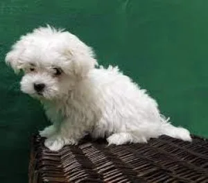 Korean blood line Tiny Toy Maltese