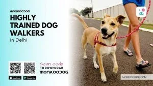 Top 9 Best Dog Walking Services In Delhi