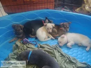 Puppies