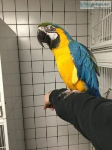 Beautiful Blue And Gold Macaw parrots