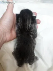 Highland Lynx kittens
