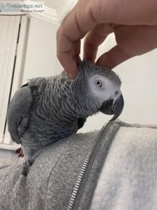 African Grey Baby For Sale