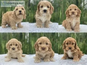 Absolutely Cute Miniature Cockapoo Puppies Hypoallergenic