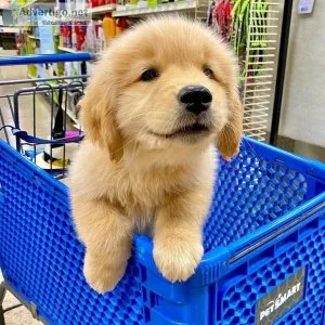 Golden Retriever Puppies ForAdoptionAvailabl e.