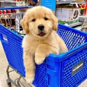 Golden Retriever