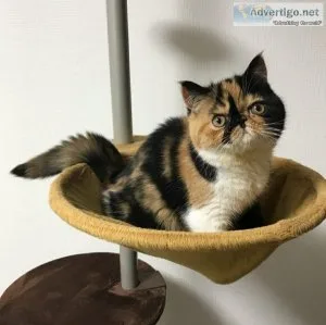 Exotic shorthair kitten