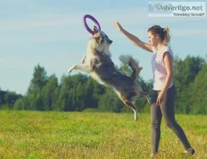 Dog Training Tips for Beginners  My City My Vet